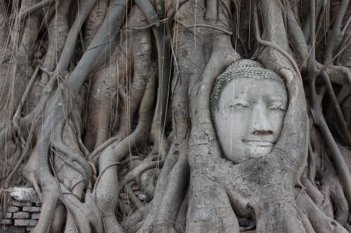 Ayutthaya, Buda, Šaknys, Tailandas, Šventykla, Vaizdas, Įsipainiojęs, Medis