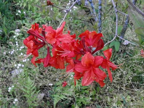 Azalija, Rosebay, Vasaros Pradžioje, Ankstyvos Vasaros Gėlės, Raudonos Gėlės