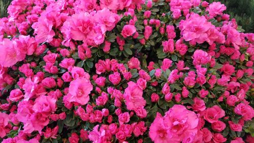 Azalija, Rožinis, Rododendras, Rožinės Gėlės