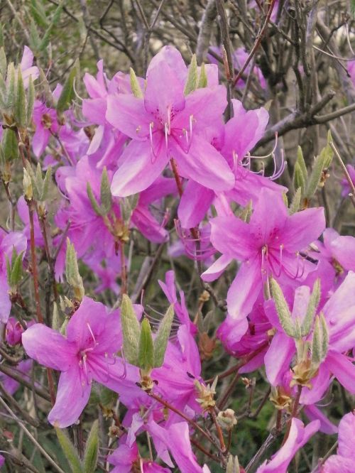 Azalija, Ericaceae, Pavasario Gėlės, Rožinė Gėlė