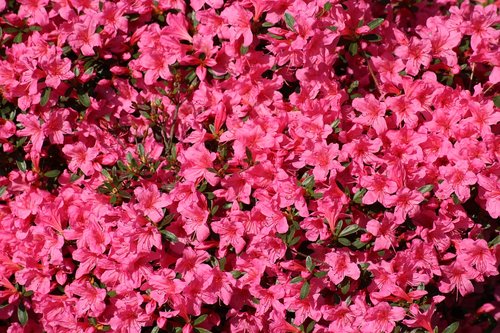 Azalija,  Rhododendron,  Pavasaris,  Žydėjimo,  Dekoratyviniai Augalai,  Visiškai Rozkwitnie,  Rožinė Gėlė,  Gamta