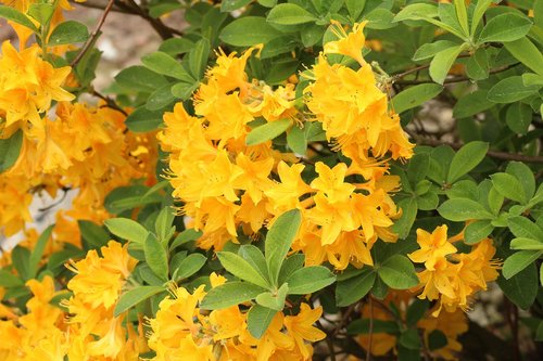 Azalija,  Rhododendron,  Dekoratyvinių Krūmų,  Geltonos Gėlės,  Pavasaris,  Visiškai Rozkwitnie,  Žydėjimas