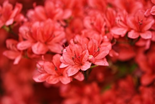 Azalija,  Rhododendron,  Krūmas,  Gėlė,  Žydi,  Žiedas,  Pavasaris,  Gamta