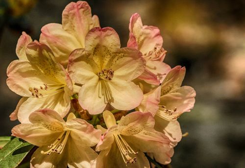 Azalija, Genus Rhododendron, Gėlės, Krūmas, Krūmas, Rožinis