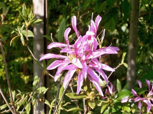 Azalija, Ericaceae, Rožinė Gėlė, Golfo Vagonas