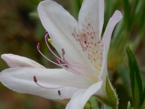 Azalija,  Žydėti,  Rožinis,  Sodas,  Žalias,  Gamta,  Pavasaris,  Žydi,  Augalas,  Žiedas,  Gėlės,  Flora,  Rododendras,  Lapai,  Spalva,  Žiedlapiai,  Augimas,  Sodininkystė,  Balta,  Lauke,  Gyvas,  Vasara,  Botanika,  Dekoratyvinis,  Budas,  Spalvinga,  Šviesus,  Parkas