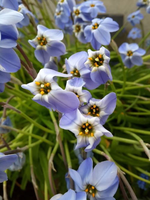 Azalija, Gėlės, Gamta, Mėlynos Žiedlapiai, Kew Sodai