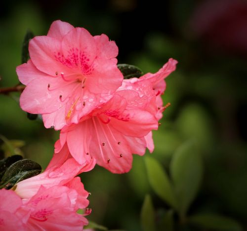 Azalijos Koralų Skambučiai, Rhododendron Kurume, Rožinės Azalijos, Krūmas, Visžalis, Pavasario Gėlės