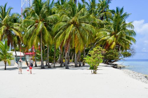 Baa, Palmės Ant Paplūdimio, Dharavandhoo, Maldyvai