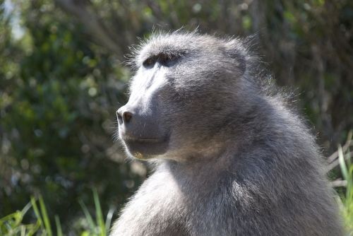 Babuinas, Gyvūnas, Žinduolis, Laukinė Gamta, Afrika, Primatas, Patinas, Gyvenimas