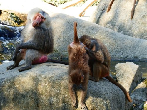 Babuinas, Hamadryas, Primatai, Senojo Pasaulio Beždžionė, Beždžionė, Sėdėti, Beždžionių Vyrai, Virėjas, Moteris, Zoologijos Sodas Gyvūnas, Zoologijos Sodas, Zoo Augsburg, Žiūrėti, Pilka Kailio, Kailio Priežiūra, Dėmesio, Laukinės Gamtos Fotografija