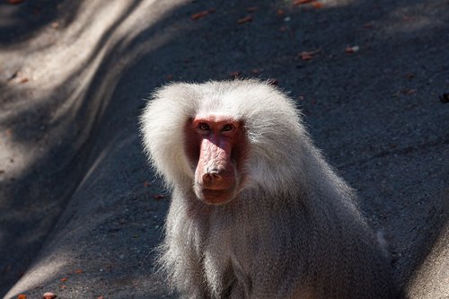 Pavianas,  Beždžionė,  Gyvūnas,  Primatų,  Hagenbeck Zoologijos Sodas