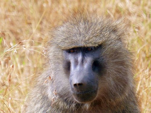 Babuinas, Primatas, Afrika, Kenya