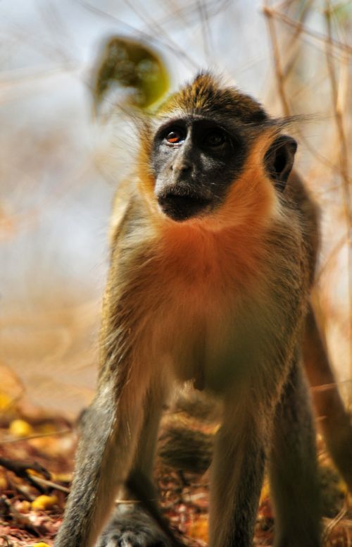 Babuono Chamka, Beždžionė, Afrika, Senegalas, Gyvūnas
