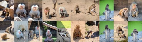 Babuinas,  Beždžionė,  Ape,  Koliažas,  Laukinė Gamta,  Babuono Koliažas 2