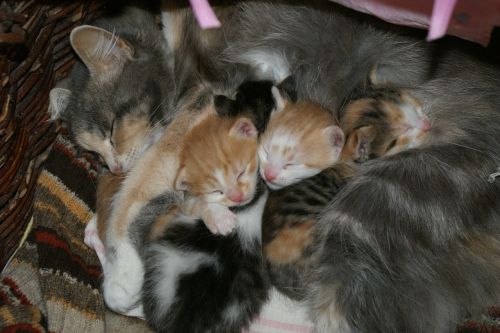Kūdikis, Katės, Mama, Augintiniai, Miegoti, Mielas, Naujagimis