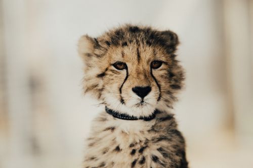 Kūdikis, Leopardas, Gepardas