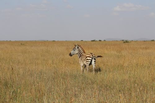 Kūdikis, Zebra, Kenya