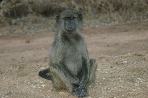 Kūdikio Babuinas, Pietų Afrika, Kruger Nacionalinis Parkas, Babuinas