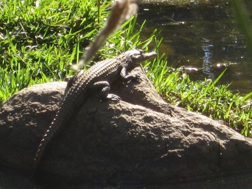 Krokodilas,  Rokas,  Kūdikis & Nbsp,  Croc,  Kūdikio Krokodilas Ant Uolos