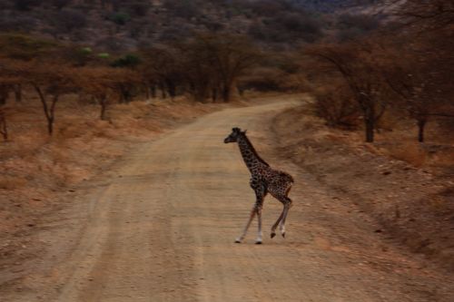 Žirafa,  Kūdikis,  Gyvūnas,  Šeima,  Laukiniai,  Žinduolis,  Safari,  Afrika,  Kelionė,  Kenya,  Tsavo,  Nuotykis,  Tyrinėti,  Kūdikių Žirafa
