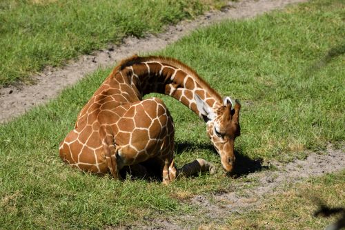 Kūdikis & Nbsp,  Žirafa,  Gyvūnas,  Rezervas,  Zoologijos Sodas,  Afrika,  Kūdikių Žirafa Zoologijos Sode