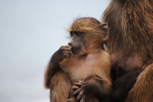 Vaikiška Beždžionė, Beždžionė, Cape Town, Afrika, Geros Viltys, Viršūnių Taškas, Pietų Afrika