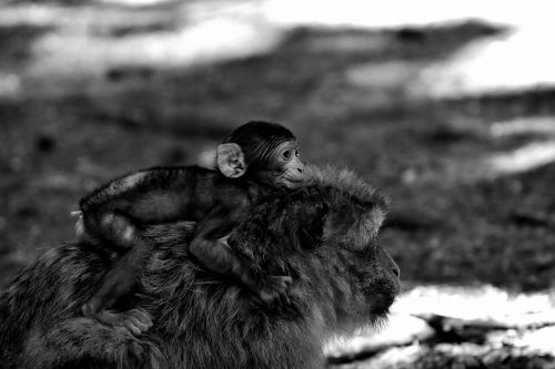 Vaikiška Beždžionė, Barbary Ape, Nykstančios Rūšys, Beždžionių Kalnų Salemas, Gyvūnas, Laukinis Gyvūnas, Zoologijos Sodas