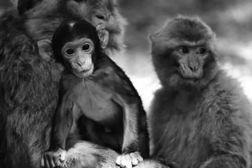 Vaikiška Beždžionė, Barbary Ape, Nykstančios Rūšys, Beždžionių Kalnų Salemas, Gyvūnas, Laukinis Gyvūnas, Zoologijos Sodas