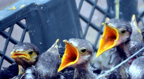 Gyvūnai,  Paukštis,  Mina,  Myna,  Kalbasi & Nbsp,  Paukštis,  Juoda,  Perinti,  Baby Mynah Paukščiai (A)