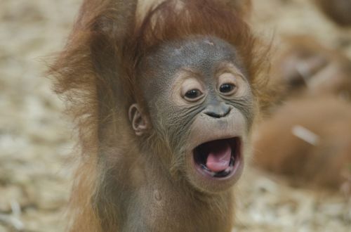 Kūdikis Orangutanas, Ape, Primatas, Laukinė Gamta, Orangutangas, Gamta, Portretas, Šaukti, Vokalas, Galva, Veidas, Žiūri, Gyvūnas, Kailis, Mielas, Zoologijos Sodas