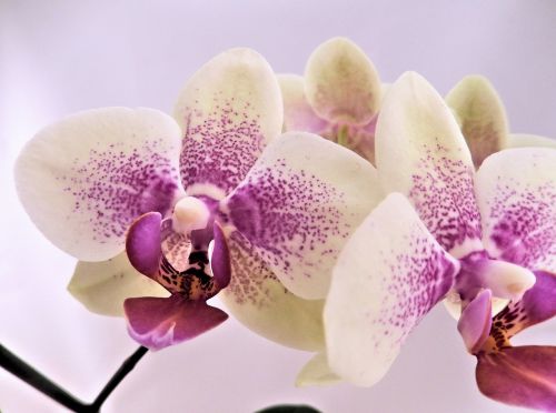 Kūdikių Orchidėjos, Rožinis, Žiemos Orchidėja