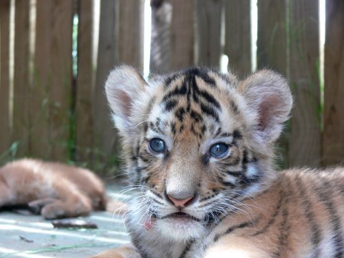 Kūdikis & Nbsp,  Gyvūnas,  Tigras,  Cub,  Laukinė Gamta,  Kūdikis Tigras