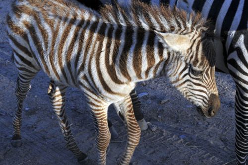 Zebra,  Kūdikis & Nbsp,  Zebra,  Gyvūnas,  Žinduolis,  Dryžuotas,  Juoda & Nbsp,  Balta,  Modelis,  Tekstūra,  Kūdikio Zebra