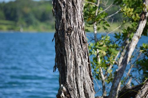 Bacalar, Laguna, Vanduo, Kraštovaizdis, Meksika, Gamta