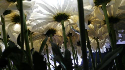 Fonas, Baltos Gėlės, Gamta