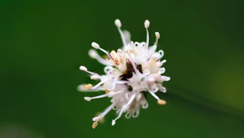 Fonas, Gražus, Grožis, Biologija, Iš Arti, Spalva, Spalvos, Išsamiai, Švietimas, Aplinka, Gėlė, Miškas, Sodas, Žalias, Horizontalus, Vaizdas, Lapai, Makro, Gamta, Niekas, Lauke, Augalas, Žiedadulkės, Plėšrūnas, Vienas, Sėdi, Mažas, Stiebas, Vasara, Balta, Balta Gėlė, Laukiniai, Laukinė Gamta, Pavasaris, Natūralus, Žiedas, Gėlių, Spalva, Spalvinga, Pieva, Šviesus, Sezonas, Modelis, Žydėti, Žolė, Uždaryti, Botanika, Botanikos, Laukas, Žiedlapis