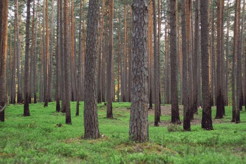 Fonas,  Žolė,  Žalias,  Latvia,  Pušis,  Medžiai