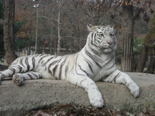 Ekskavatorius, Tigras, Gyvūnas, Balta, Kailis, Bengalijos Įlanka, Retas, Zoologijos Sodas