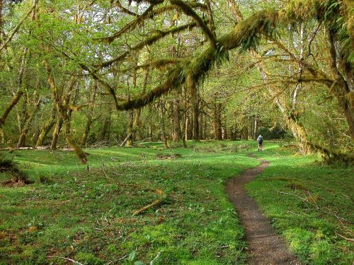 Backpackers, Hoh Rainforest, Kraštovaizdis, Vaizdingas, Gamta, Žygiai, Vaikščioti, Olimpinis Nacionalinis Parkas, Vašingtonas, Usa, Kalnai, Pasivaikščiojimas, Medžiai, Atokrainienė, Sodrus, Verdant, Augalai