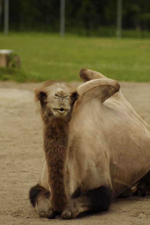 Baktrijos Kupranugaris, Camelus Bactrianus, Gyvūnas, Žinduolis, Tallinn Zoo