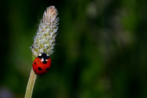 Baja, Insekta, Žolė, Gėlė