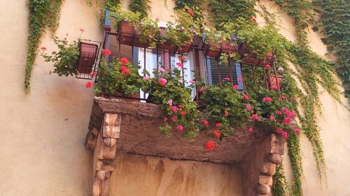 Balkonas, Gėlės, Spalvinga, Italy, Ežero Garda