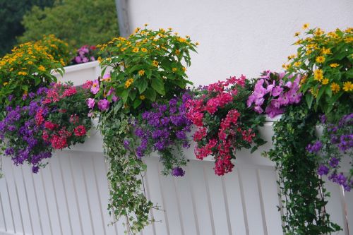 Balkonų Augalai, Žydintis Augalas, Vasara, Saulė