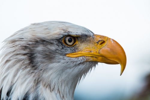 Plikas Erelis, Haliaeetus Leucocephalus, Adler, Raptoras, Plėšrusis Paukštis, Paukštis, Plunksna, Plumėjimas, Uždaryti, Gamta, Sąskaitą, Baltasis Erelis, Paukščių Herbas, Heraldinis Gyvūnas, Usa, Plikas Erelis, Sadek, Salkūnai, Didingas, Plikieji Ereliai