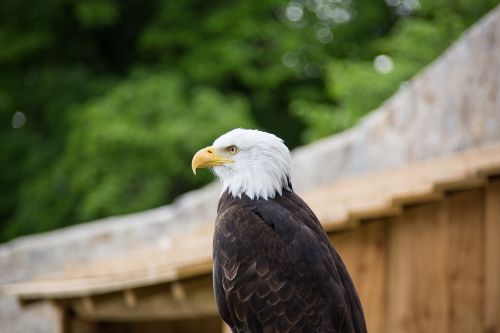 Plikieji Ereliai, Adler, Raptoras, Plėšrusis Paukštis, Paukštis, Sąskaitą, Gamta, Portretas