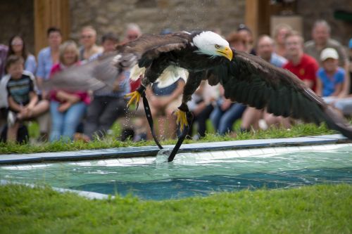 Plikieji Ereliai, Adler, Raptoras, Plėšrusis Paukštis, Paukštis, Sąskaitą, Gamta, Vanduo