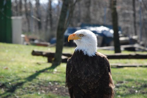 Plikieji Ereliai,  Raptoras,  Plikas Erelis,  Gyvūnas,  Plėšrusis Paukštis,  Baltasis Erelis,  Adler,  Uždaryti,  Paukštis,  Sąskaitą,  Gamta,  Plumėjimas,  Salkūnai,  Galva,  Grobio Paukščiai Rodomi,  Grifinas,  Skristi,  Gyvūnų Pasaulis,  Mokymas