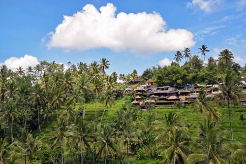 Bali, Indonezija, Kelionė, Ubud, Ryžių Terasos, Ryžių Laukai, Laukai, Kraštovaizdis, Žemdirbystė, Unesco Pasaulio Paveldas