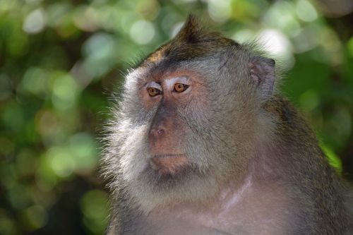 Bali, Indonezija, Kelionė, Ubud, Beždžionių Miškas, Beždžionė, Gamta, Gyvūnas, Veidas, Išraiška, Galva